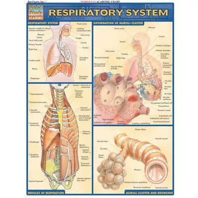 RESPIRATORY SYSTEM - New (SKU: 856348)